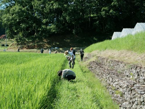 子供も大人も一緒に。田んぼの生き物調査へ