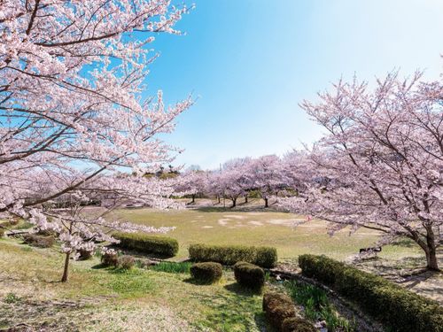 イベント会場である「じゅらくの里」の桜の木