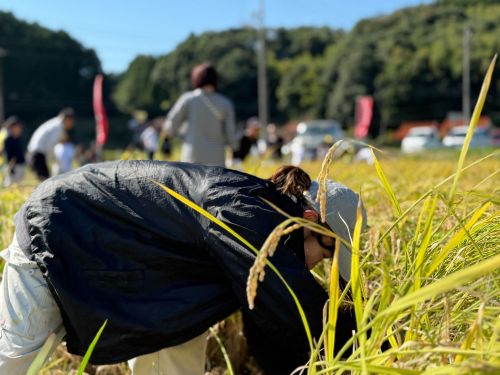 酒米の稲刈り