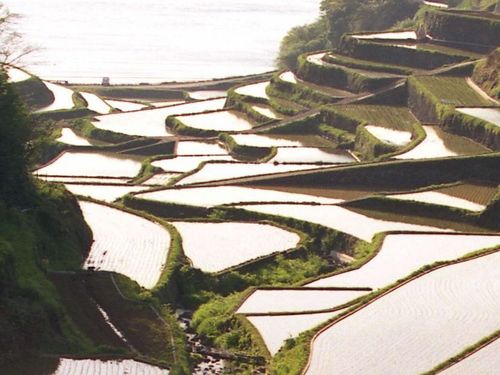 田植えの時期の棚田