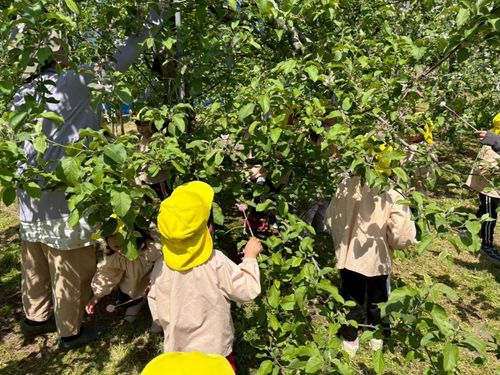 子ども達の花粉づけ体験