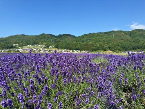 花とハーブの里 池田町