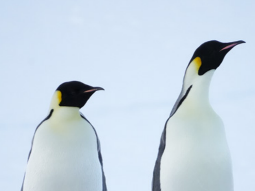 ペンギン