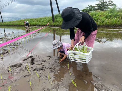 一緒にお米づくりをしませんか？