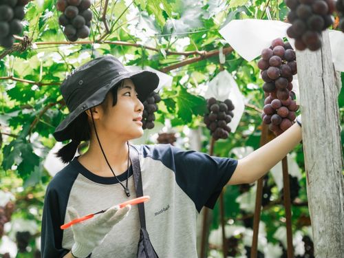 ぶどうをはじめとする果樹や有機農業などの体験