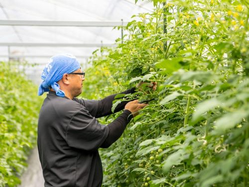ミニトマトの芽かきをする様子