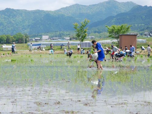 田植体験。お米も野菜もおいしい地域です！