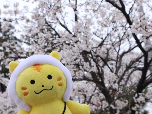 加美町公認キャラクター『かみ〜ご』と桜🌸