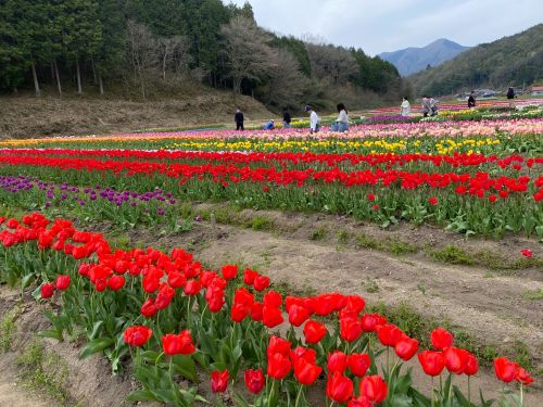 その時期のイベントが楽しめます（たんとうチューリップまつり／豊岡市）