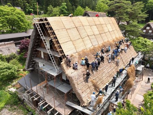 結による合掌家屋の屋根葺きの作業