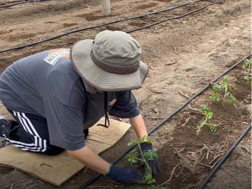 苗を植える作業から収穫まで様々な作業を経験できます