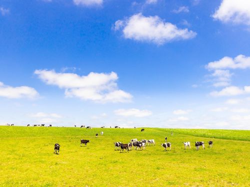 別海町の夏の牧草地の様子（AI合成じゃなくて、本当にこんな感じなんです）