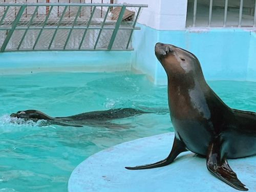 姫路動物園(オタリア)