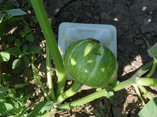 カボチャの台座敷き