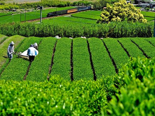 新茶の時期はあちこちで萌葱色の景色を楽しめます。