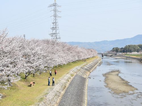 町内を流れる田布施川沿いの桜並木🌸春にはたくさんの花見客で賑わいます！