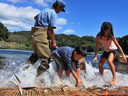 夏には那珂川にかかる【やな】でのお仕事も！