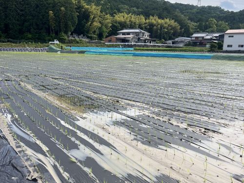 作業内容は、紙マルチの運搬や苗の運搬・補充