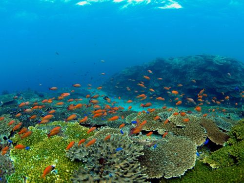 美しく透明度抜群の沖の島の海