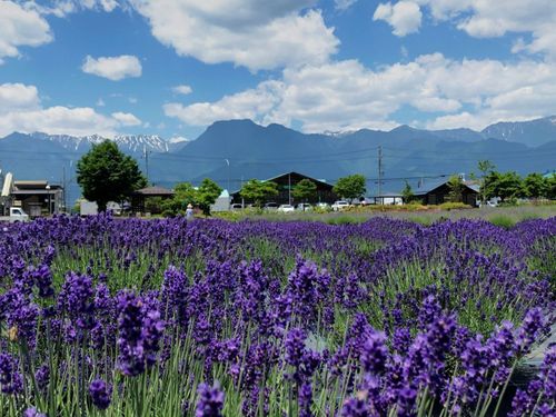 6月～7月はラベンダーが咲きます