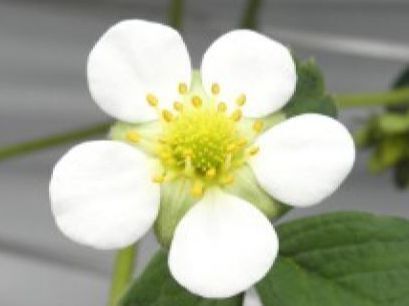 いちごお花は白色！知っていましたか？