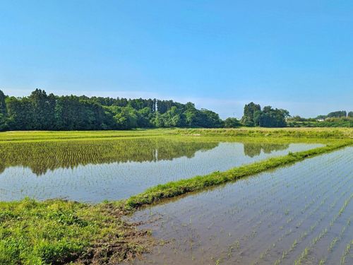 田植えの季節は、水面に反射する幻想的な風景を見ることができます