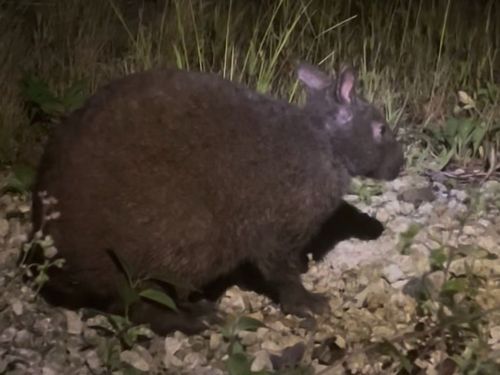 アマミノクロウサギ