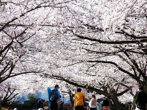 丘の上に広がる「中央公園」は、大人も子どもも伸び伸びできるお花見スポット