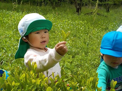 季節によっては地域の産業「お茶摘み」も体験できるかも？