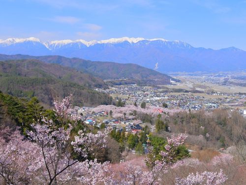 ふるさとワーホリで伊那に来るころは春🌸アルプスの雪と桜の協演の美しさたるや！