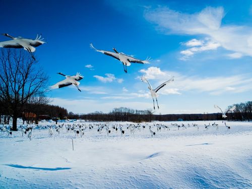 特別天然記念物「タンチョウ」の故郷