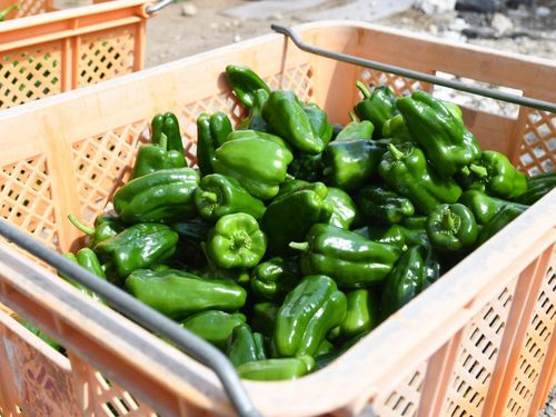 田村市の代表野菜①：ピーマン