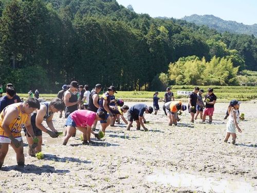 苗を植える人、苗を渡す人、それぞれ役割分担をして、一列にならんで植えていきます。