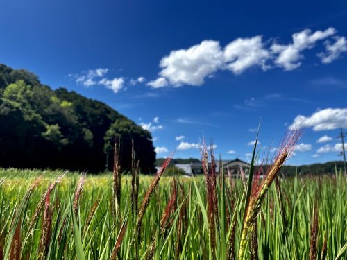 守り発展させたい地域の資源例（古代米の継承活動）