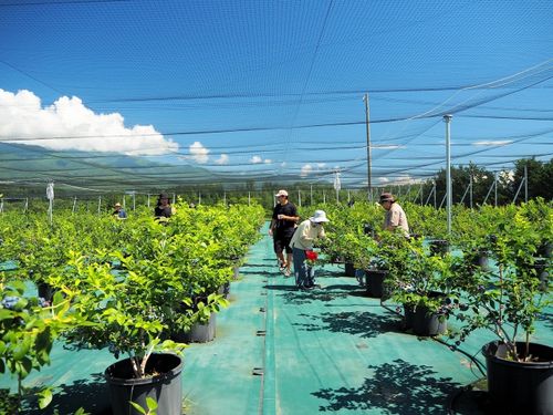 収穫や選果、観光農園での接客のお仕事です☀️