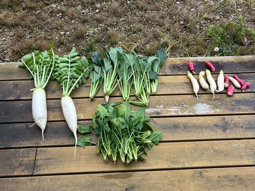 近所の方からいただくお野菜（よくテラスや玄関に置いてあります。笑