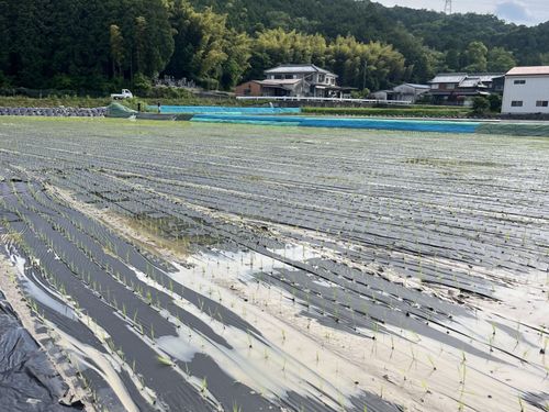 作業内容は、紙マルチの運搬や苗の運搬・補充