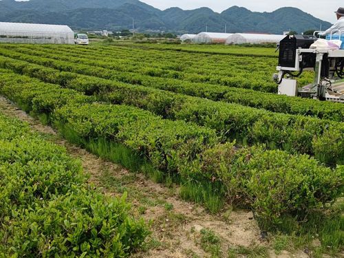 未来予想図「お茶畑」