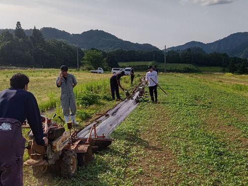 農業の取組み　さつま芋の畝立て　品種は黄金千貫（芋焼酎の原材料）