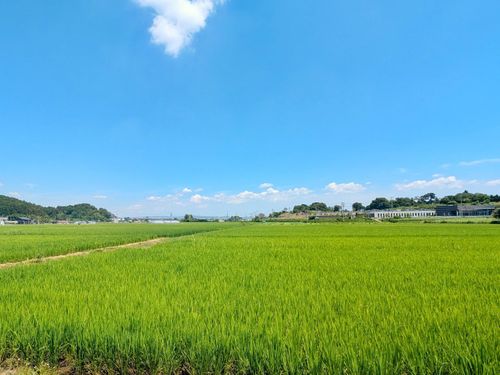 大きな青い空、雄大な緑一面の大地に心地よい風がふく