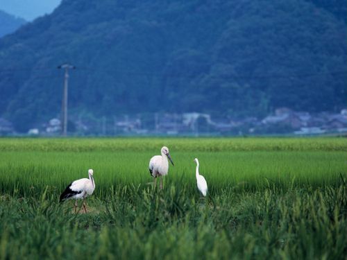 コウノトリと共生するまち「豊岡」