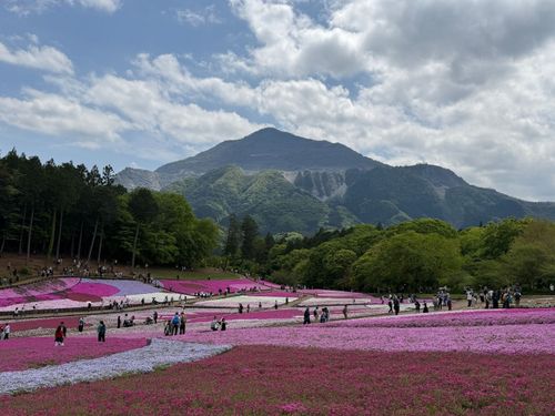 秩父芝桜