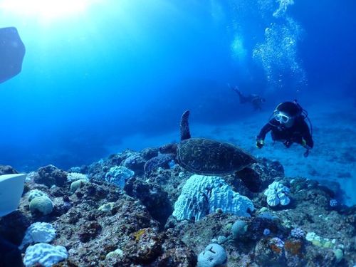 千間海岸でスキューバダイビング。