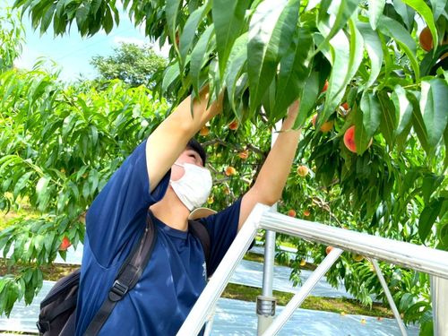 【農業体験】この時期しか体験できない桃狩り体験