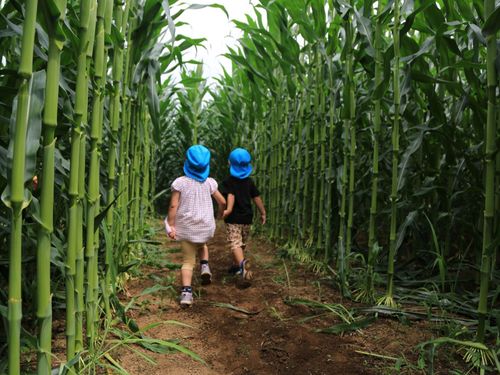とうもろこし迷路