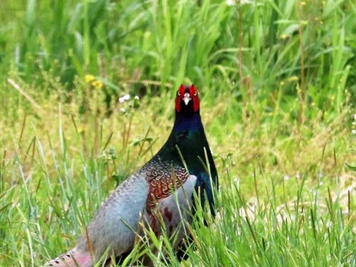 町鳥のキジ。運が良ければ出会えるかも！