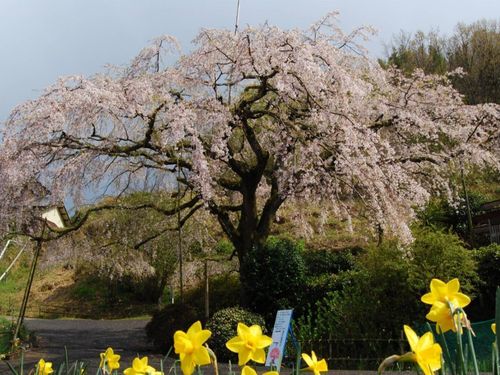 西分のしだれ桜