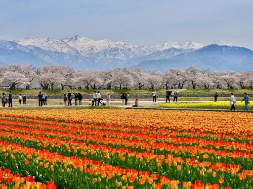 北アルプス、桜並木、菜の花、チューリップが咲きそろう、あさひ舟川「春の四重奏」