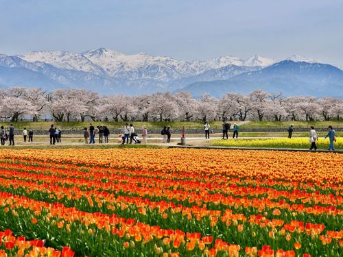 北アルプス、桜並木、菜の花、チューリップが咲きそろう、あさひ舟川「春の四重奏」
