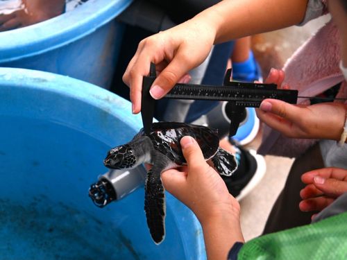 ウミガメ学習では1年間観察とお世話を行い、成長したカメの放流まで行います。